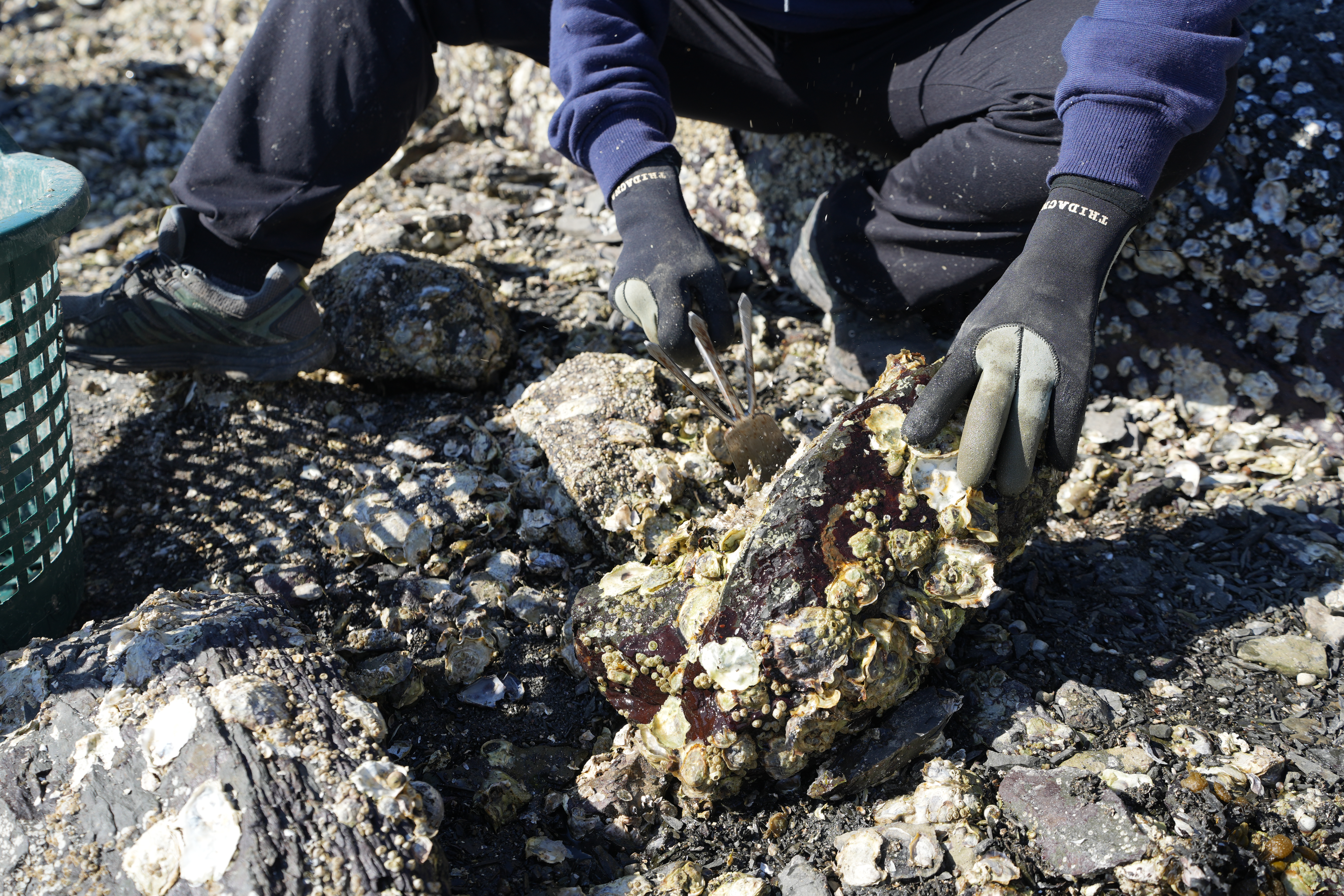 Kvinne som fjerner østers fra en stein med en hakke