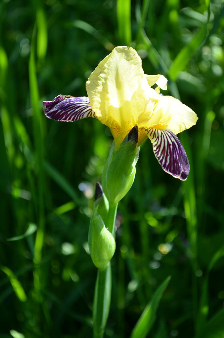 Akeleie og iris er stauder